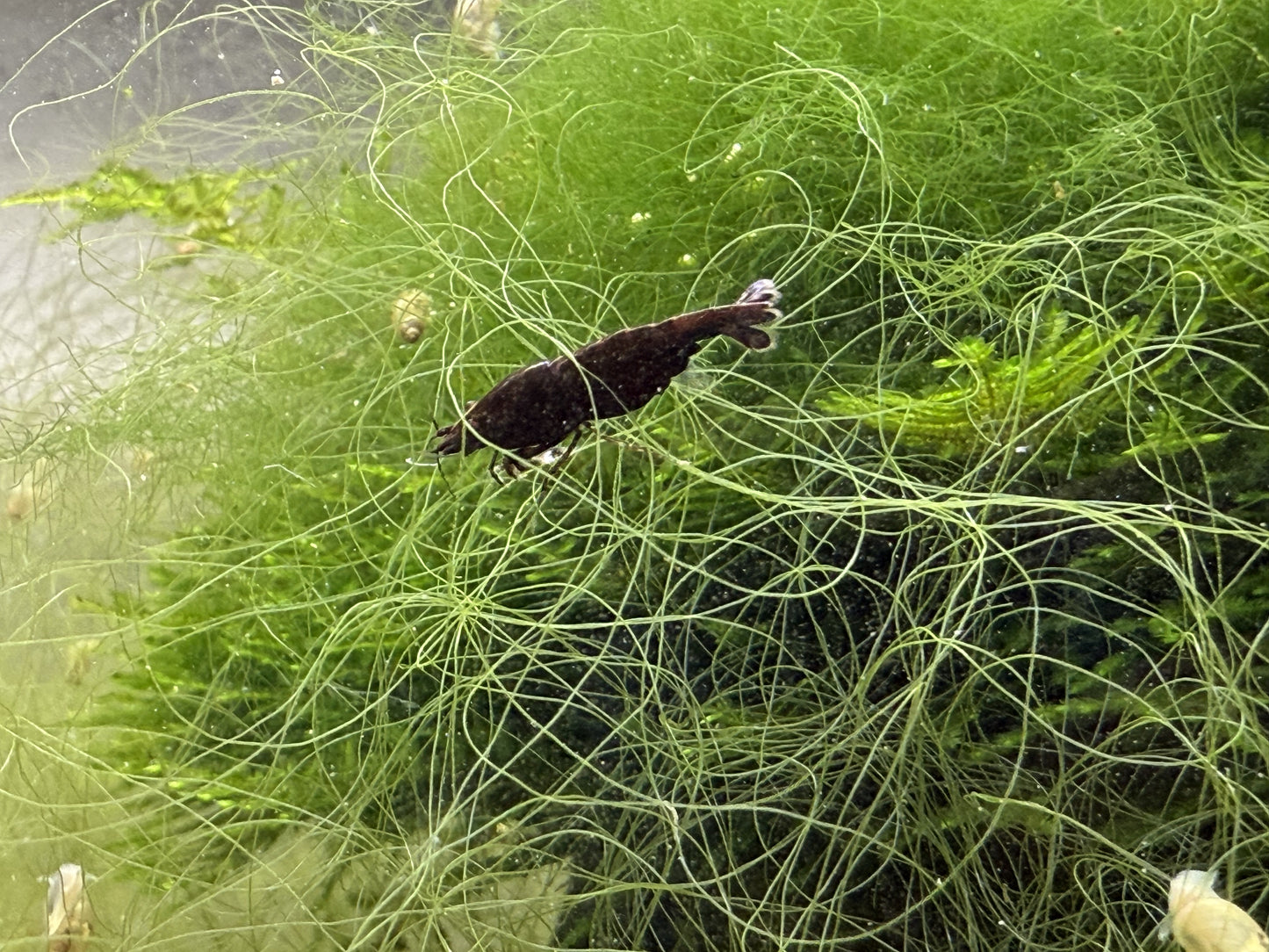 Chocolate Sakura Garnele - Neocaradina - Aquaristik-Land