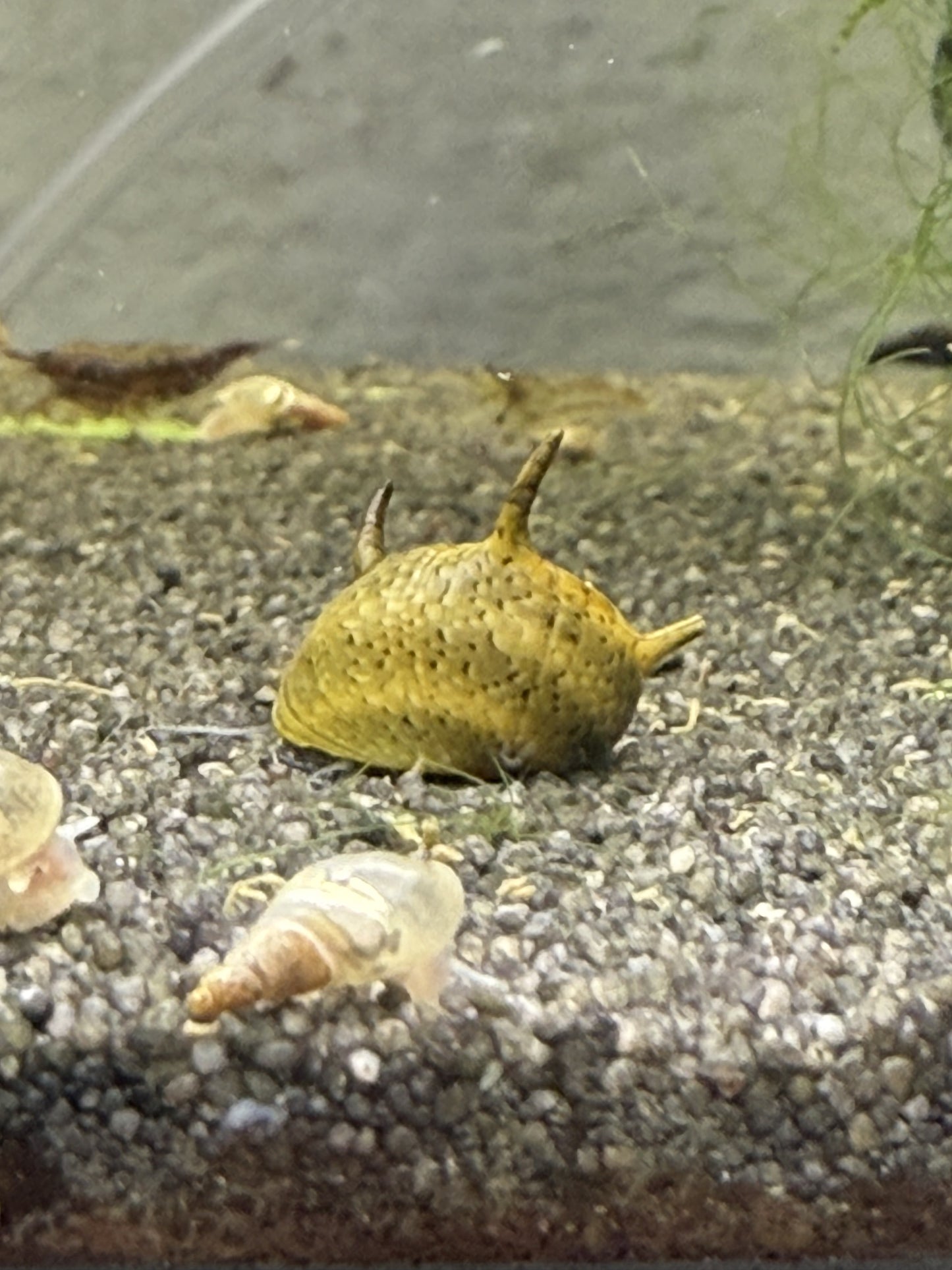 Geweihschnecke Bunt - Cliton Sp.