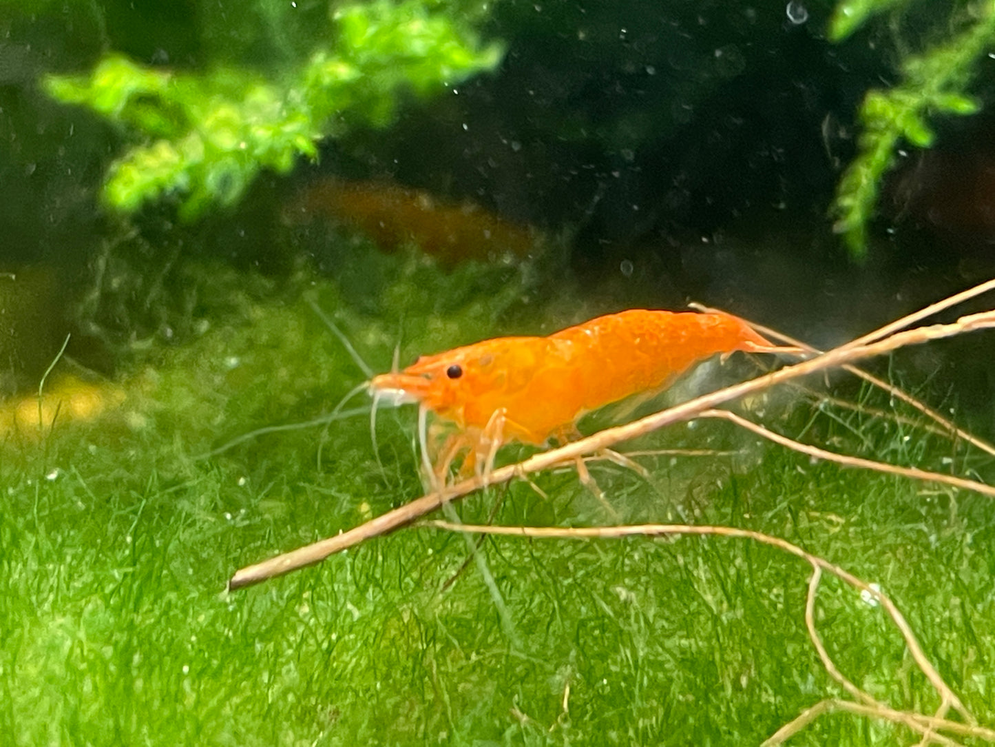 Orange Fire Garnelen - Neocaradina - Aquaristik-Land