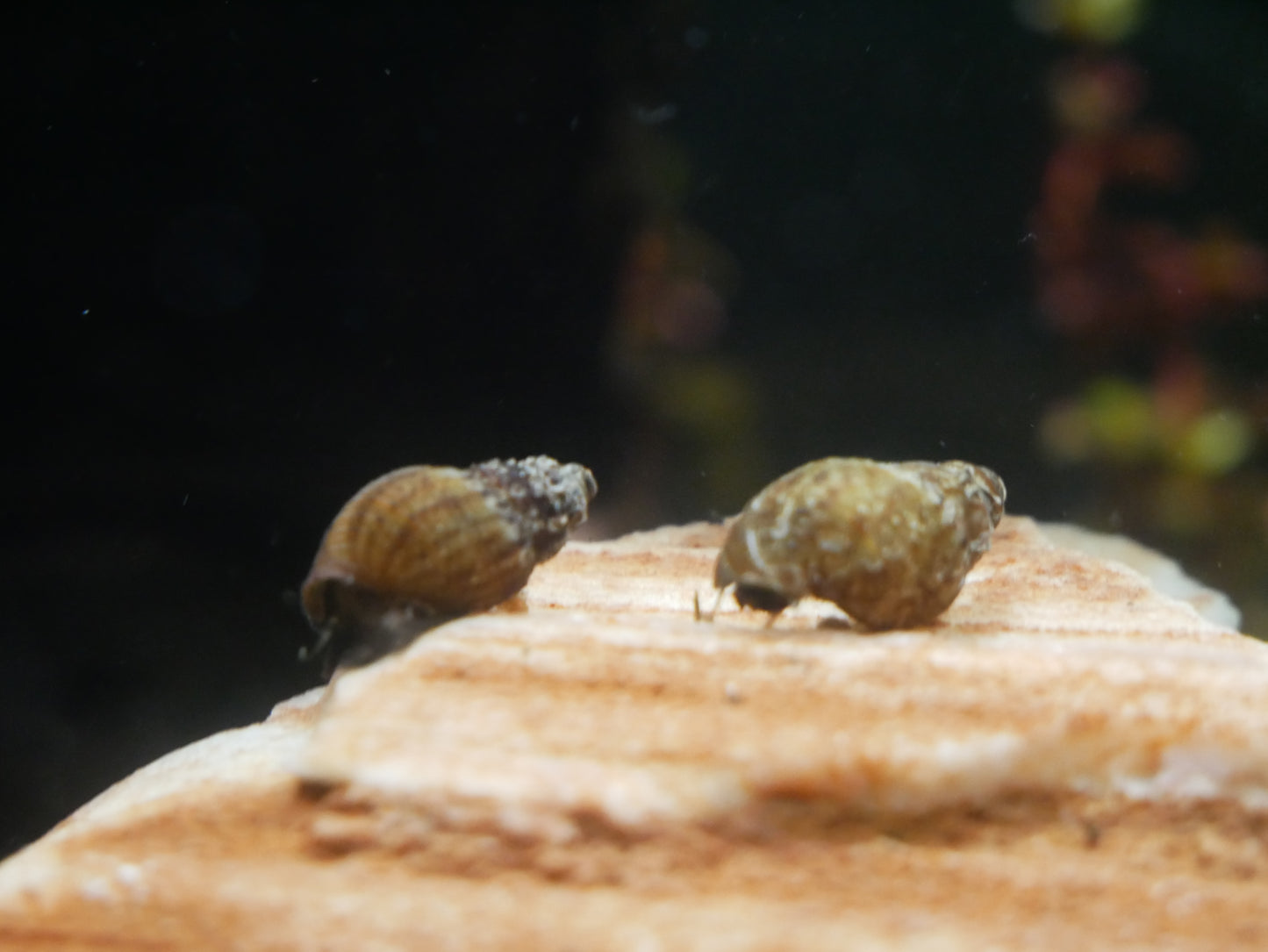 Genoppte Turmdeckelschnecke