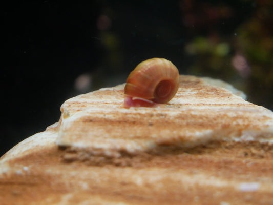 Orange Posthornschnecke - Aquaristik-Land