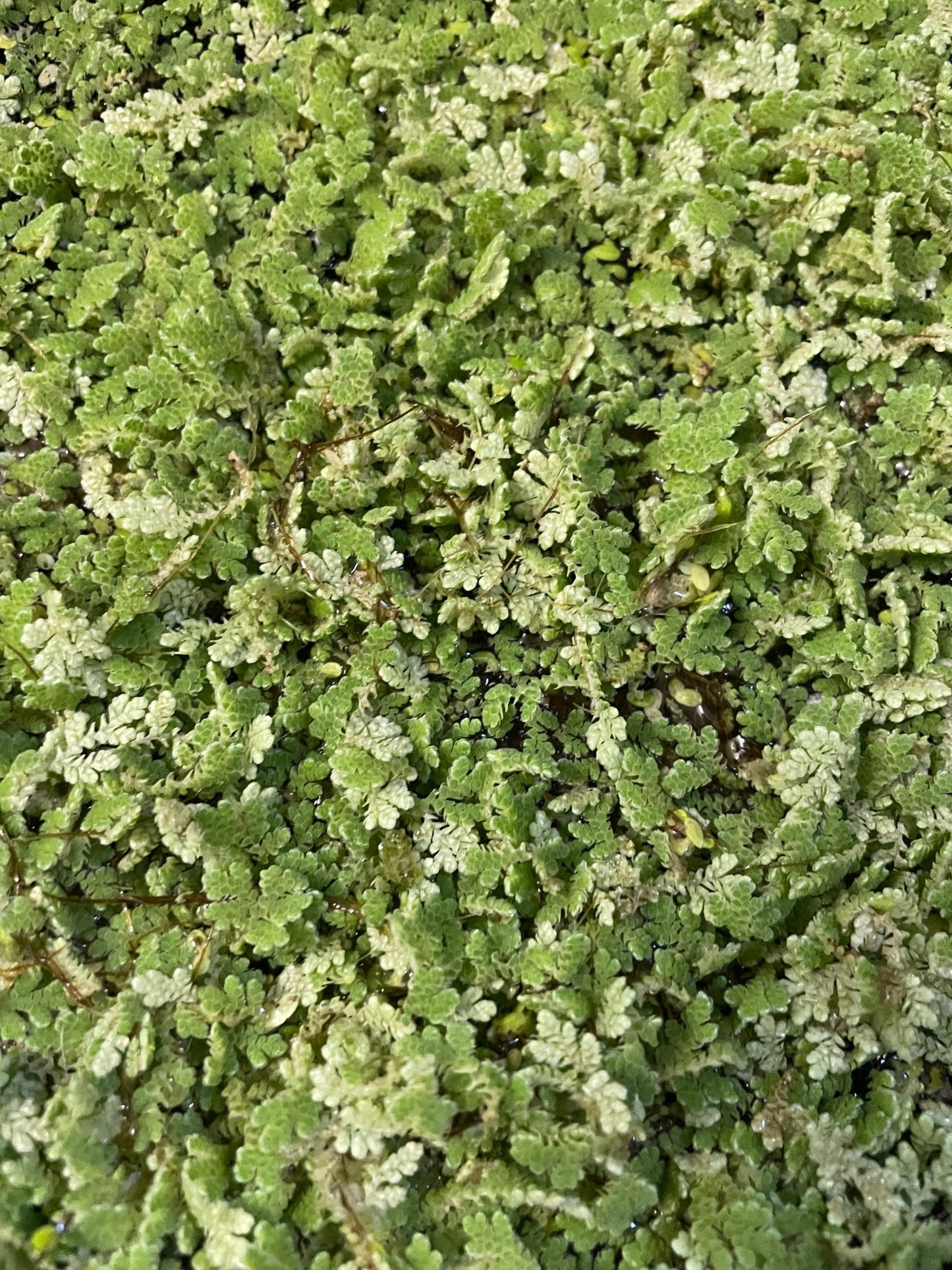 Azolla caroliniana Feenmoos Portion - Aquaristik - LandAquaristik - Land