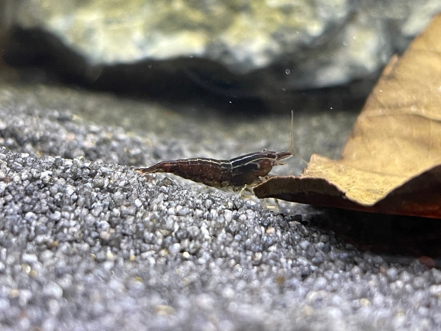 Black Sakura Garnele - Neocaradina - Aquaristik - LandAquaristik - Land