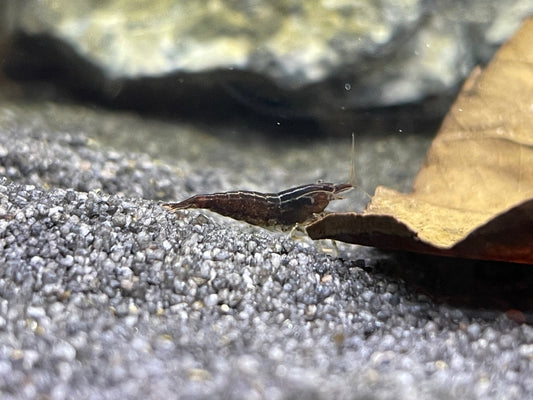 Black Sakura Garnele - Neocaradina - Aquaristik - LandAquaristik - Land