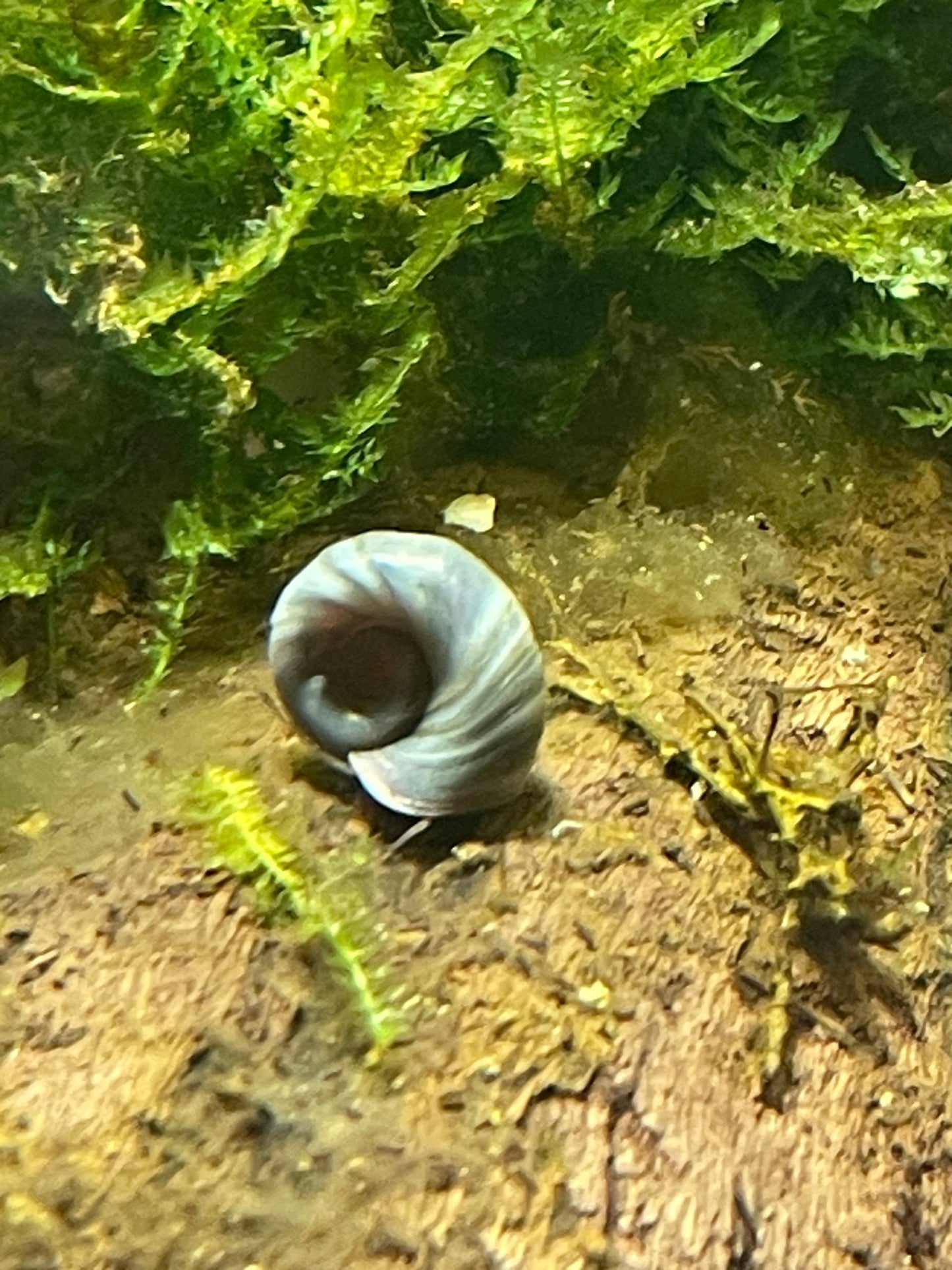 Blaue Posthornschnecke - Aquaristik - LandAquaristik - Land