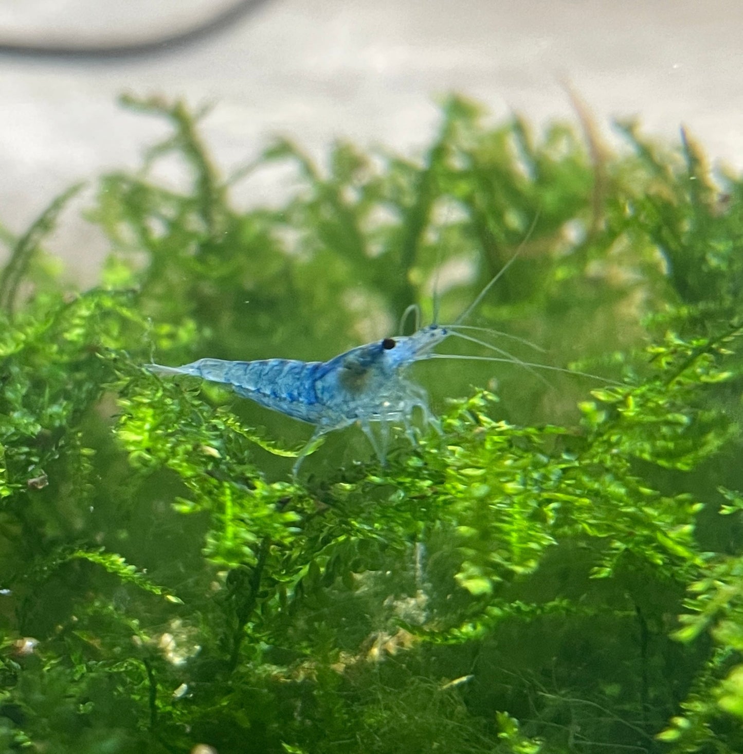 Blue Yelly Garnele - Neocaradina - Aquaristik - LandAquaristik - Land