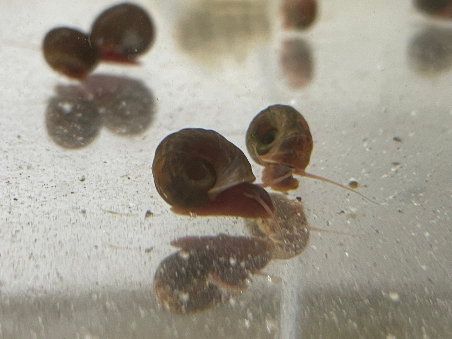 Braune Posthornschnecke - Aquaristik - LandAquaristik - Land