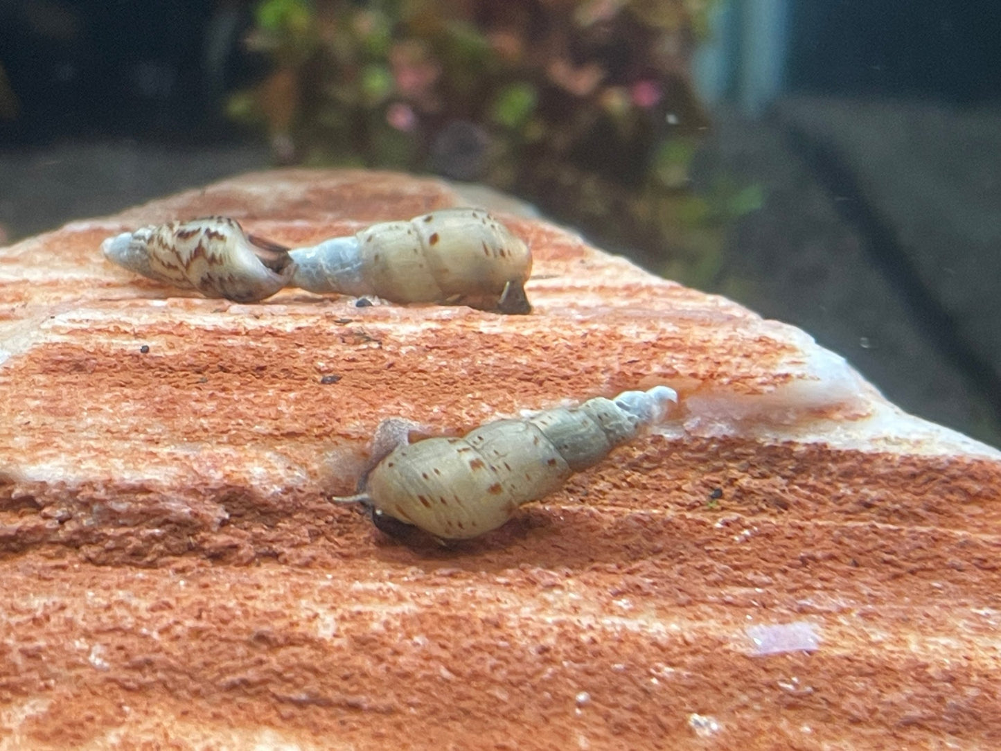 Indische Turmdeckelschnecke - Aquaristik - LandAquaristik - Land