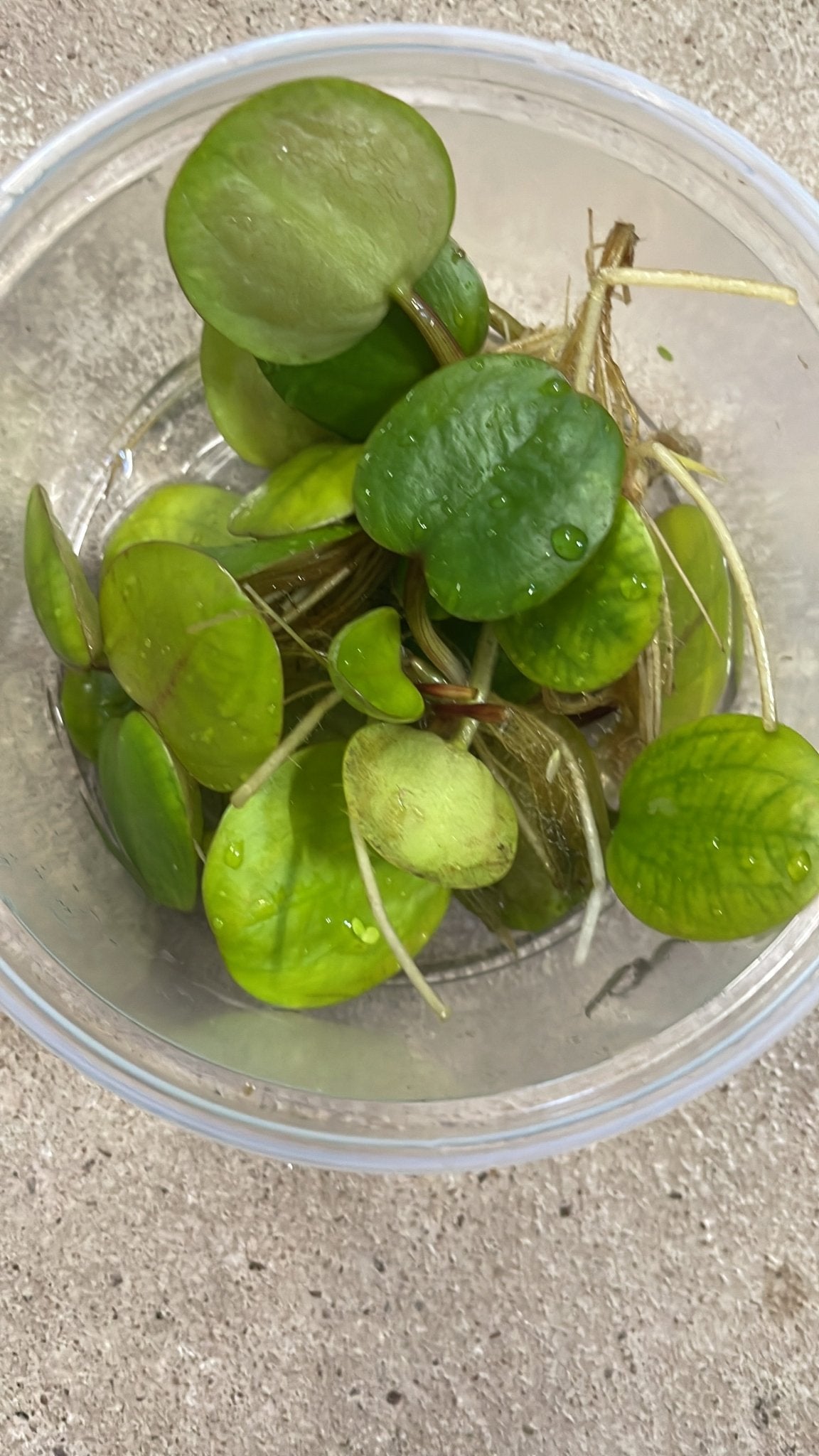 Limnobium laevigatum – Kleiner Froschbiß - Aquaristik - LandAquaristik - Land