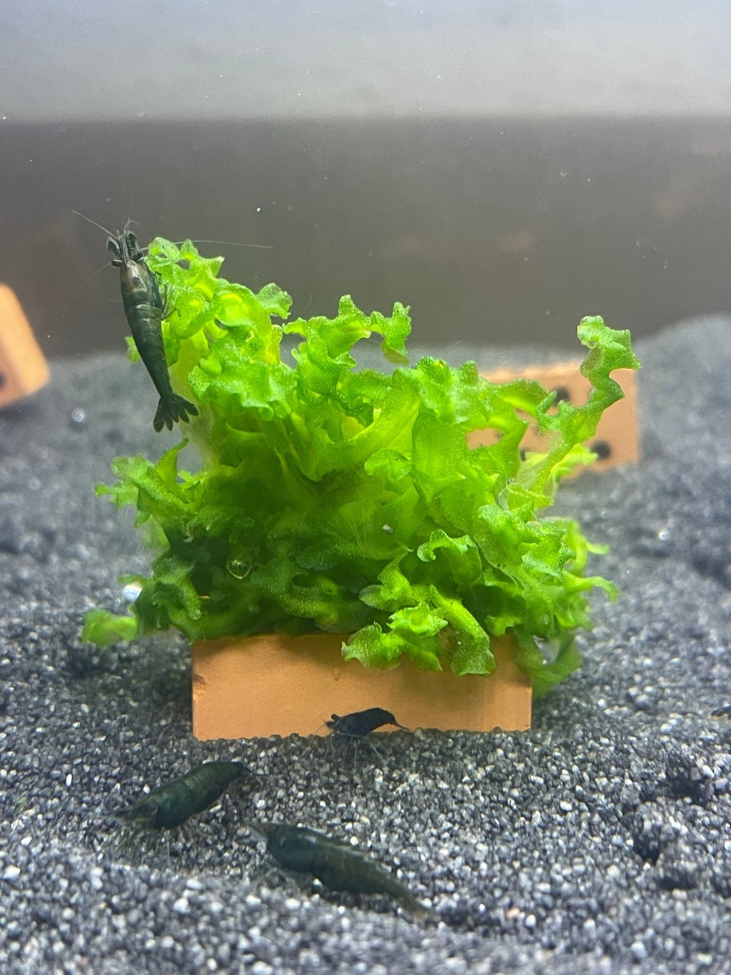 Monosolenium tenerum - Zartes Lebermoos - Aquaristik - LandAquaristik - Land