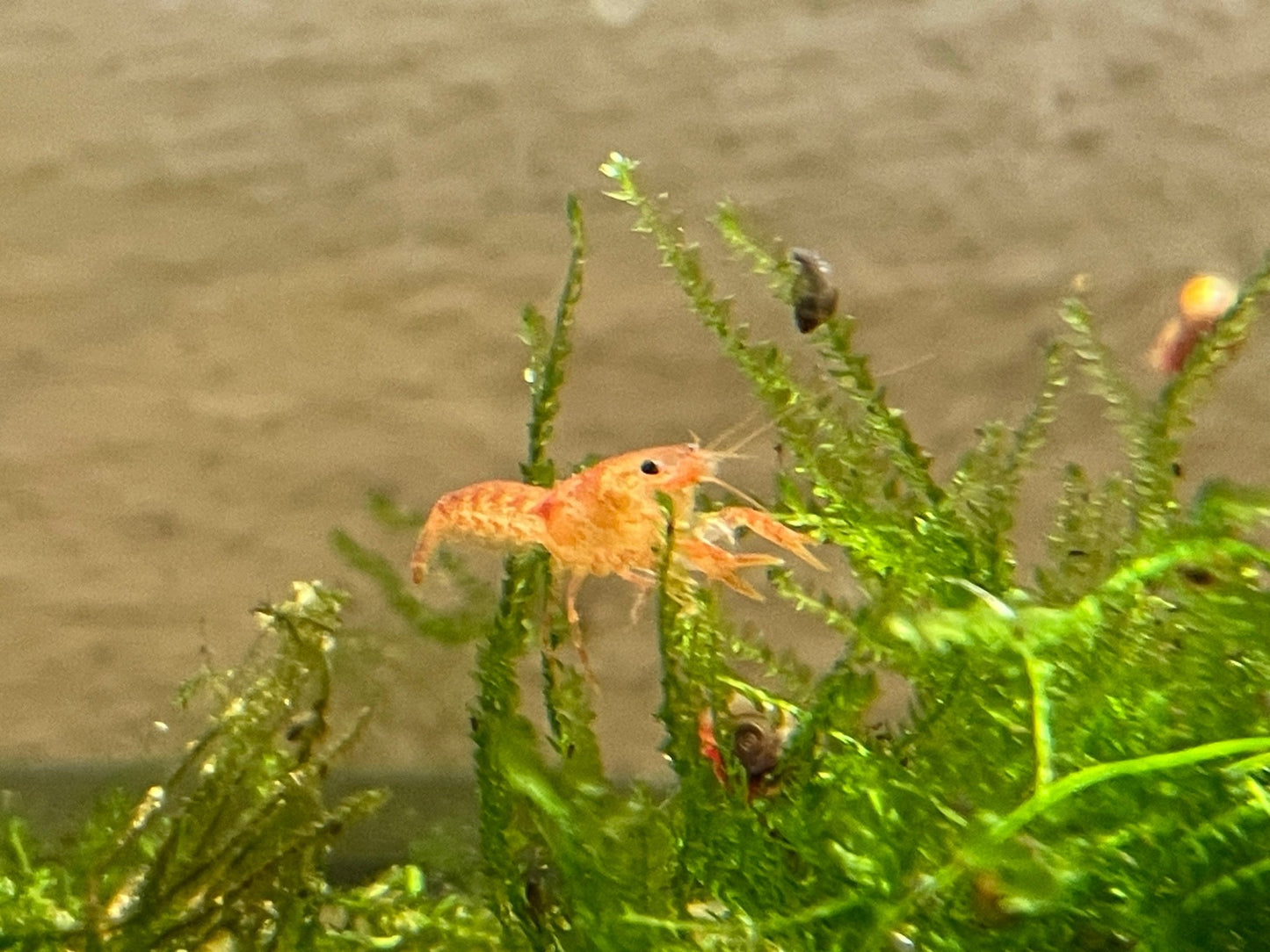 Oranger Zwergkrebs CPO (Zwergflusskrebs) - Aquaristik - LandAquaristik - Land