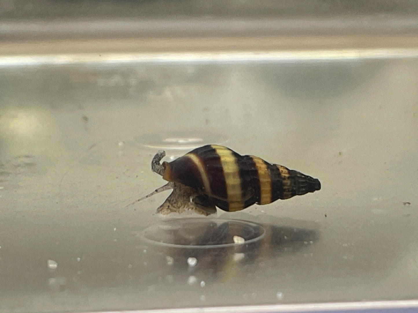 Raubturmdeckelschnecke Clea Helena - Aquaristik - LandAquaristik - Land