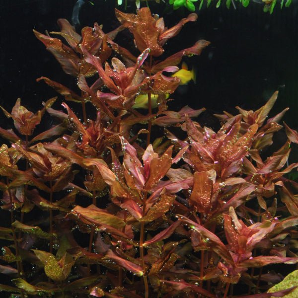 Rotala macrandra - Dichtblättrige Rotala Bund - Aquaristik - LandAquaristik - Land