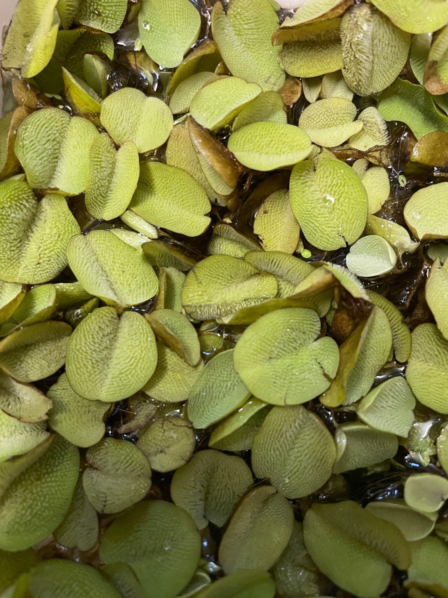 Salvinia natans - Gemeiner Schwimmfarn - Aquaristik - LandAquaristik - Land