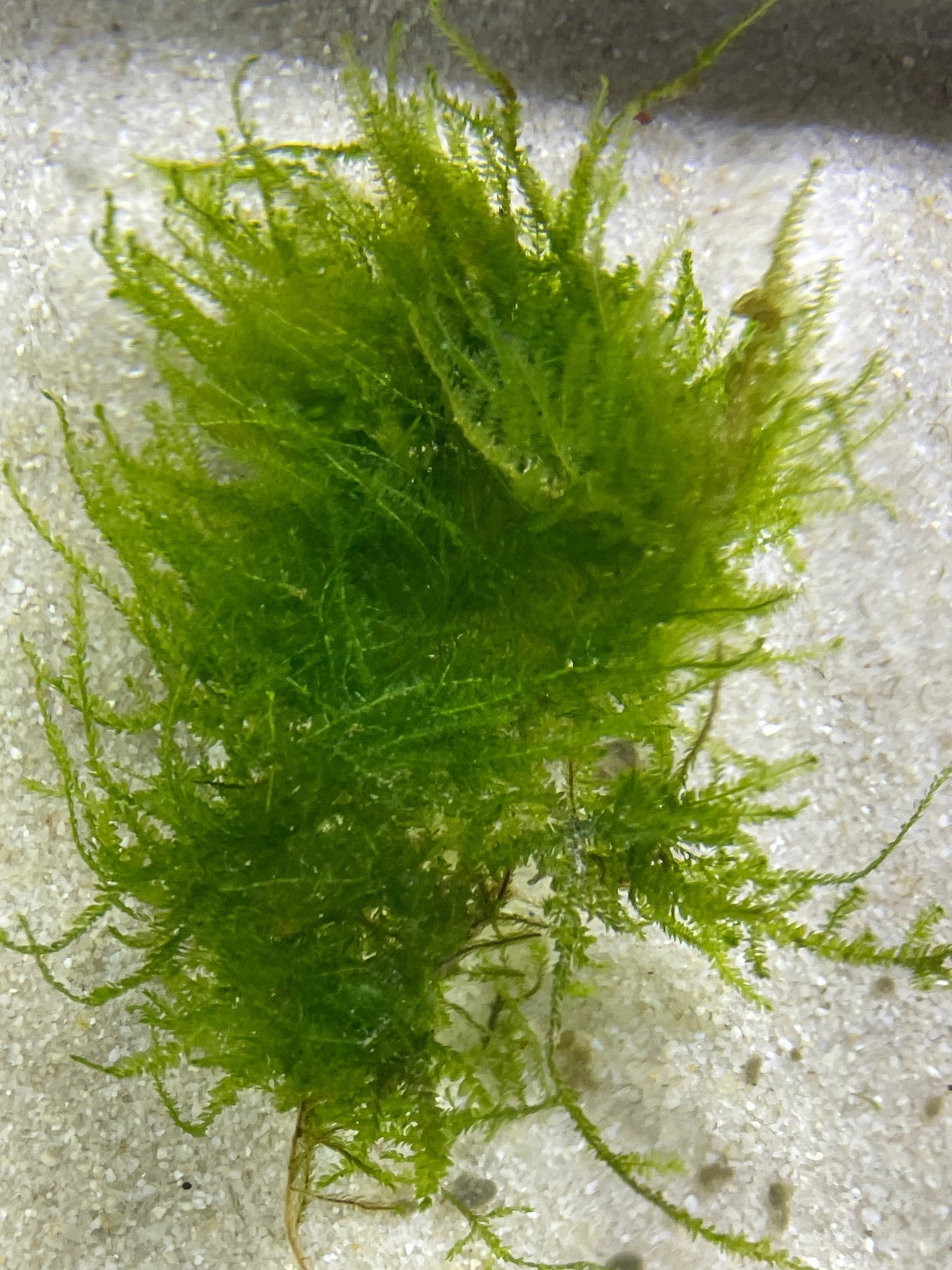 Weeping Moos ( Vesicularia ferriei ) - Aquaristik - LandAquaristik - Land