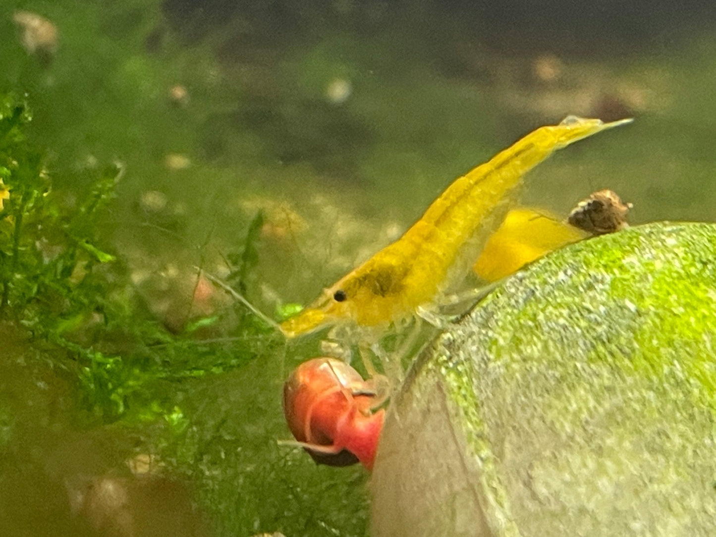 Yellow Fire Garnele Neocaradina - Aquaristik - LandAquaristik - Land