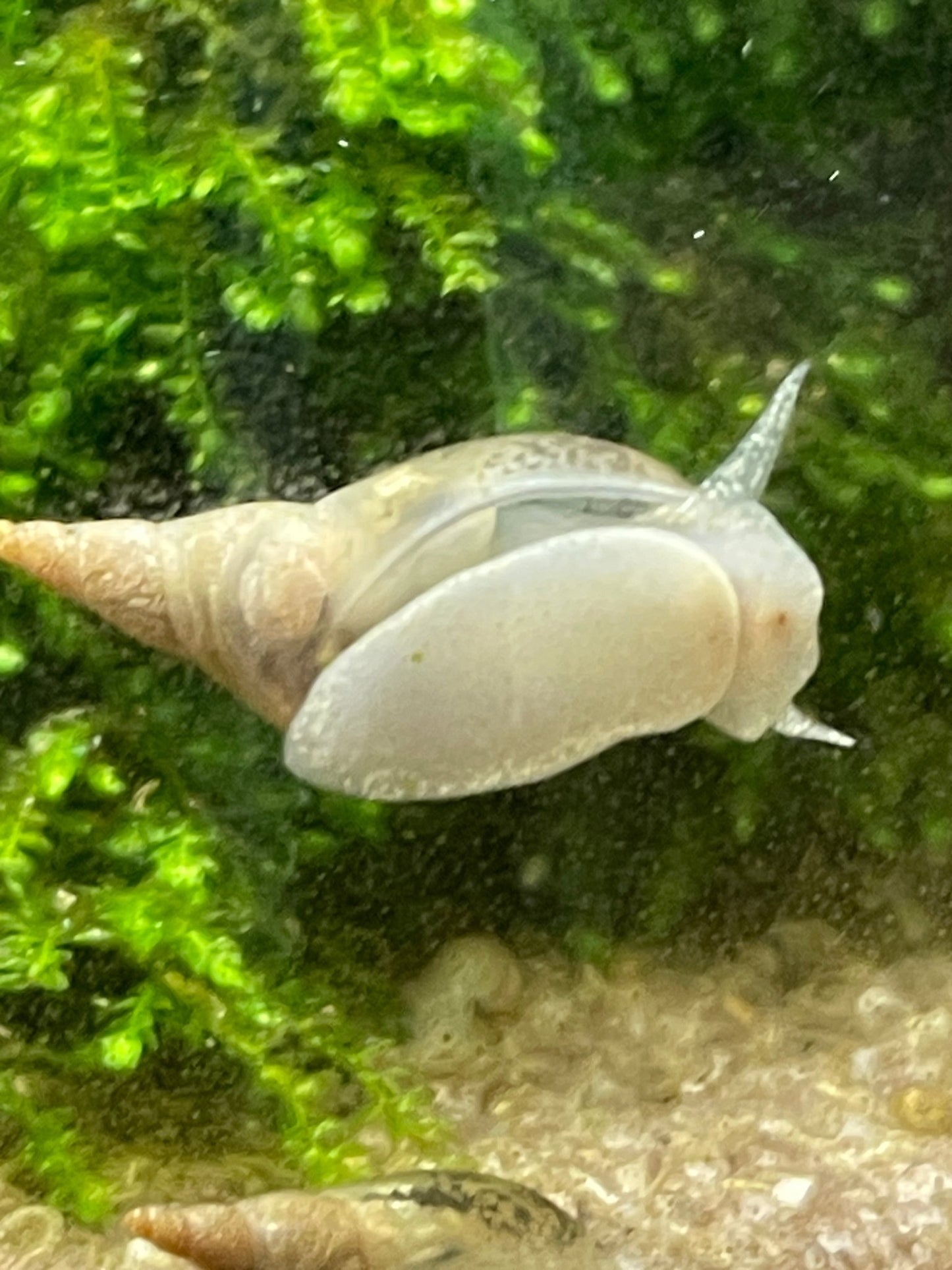 Yoda Schnecke - Radix balthica - Aquaristik - LandAquaristik - Land