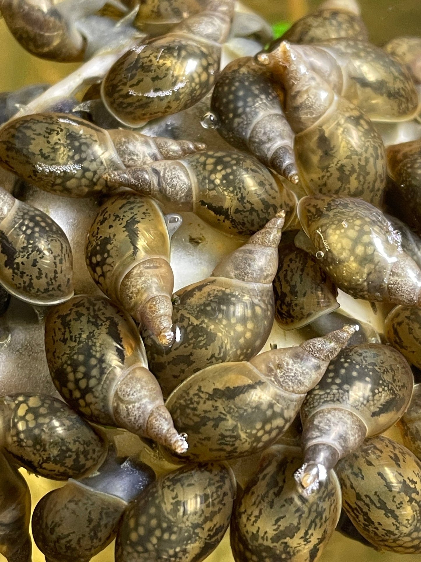 Yoda Schnecke - Radix balthica - Aquaristik - LandAquaristik - Land