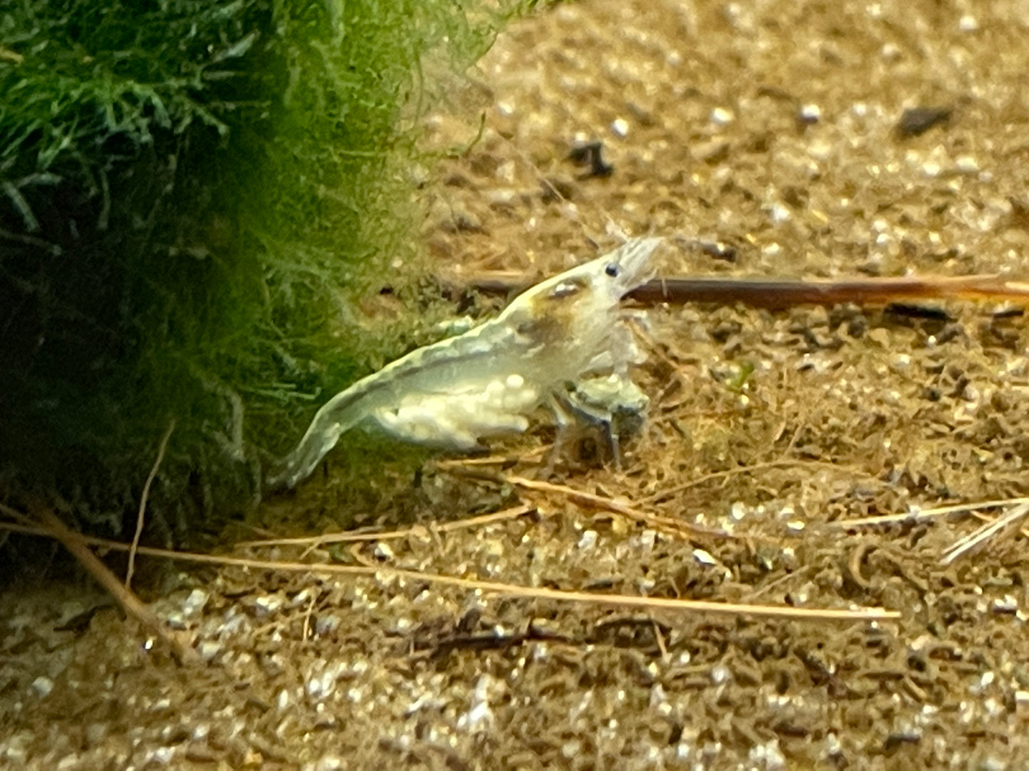 White Pearl Garnele - Neocaridina palmata - Aquaristik-Land
