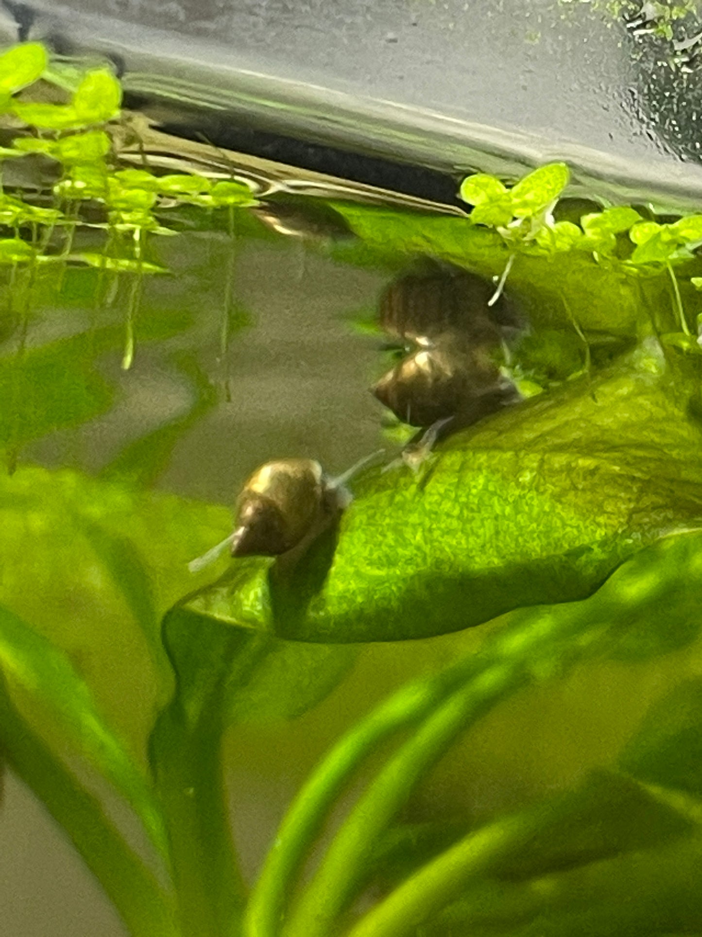 Blasenschnecke 10 Stk - Aquaristik-Land