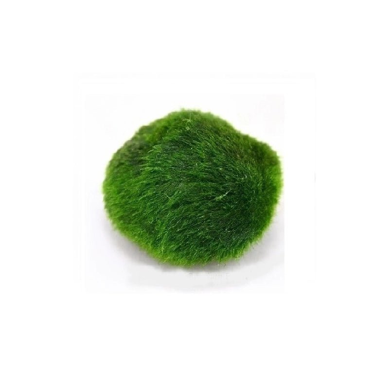 Mini Moosball 2 - 4 cm - Aquaristik - LandAquaristik - Bayern