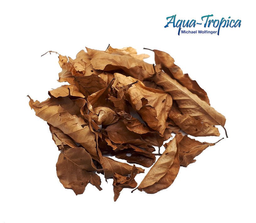 Natural Buchenblätter 25 Stück - Aquaristik - LandAqua - Tropica4260344240715