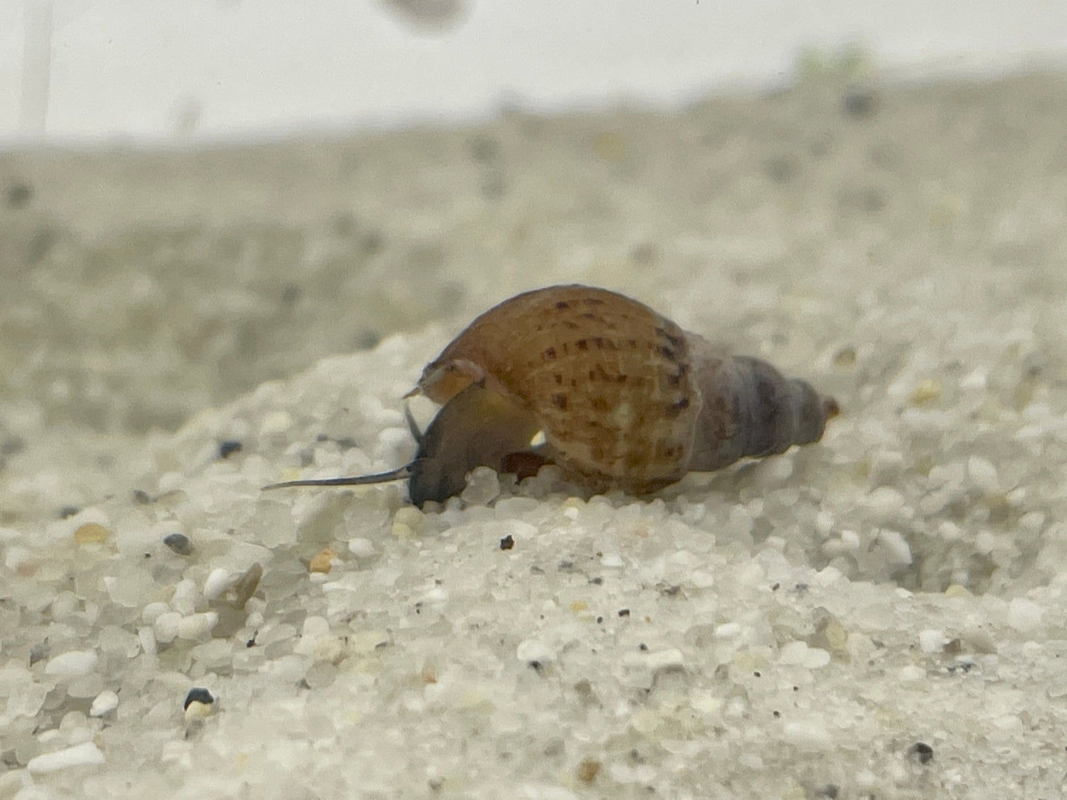 Wirbellose - Aquaristik-Land