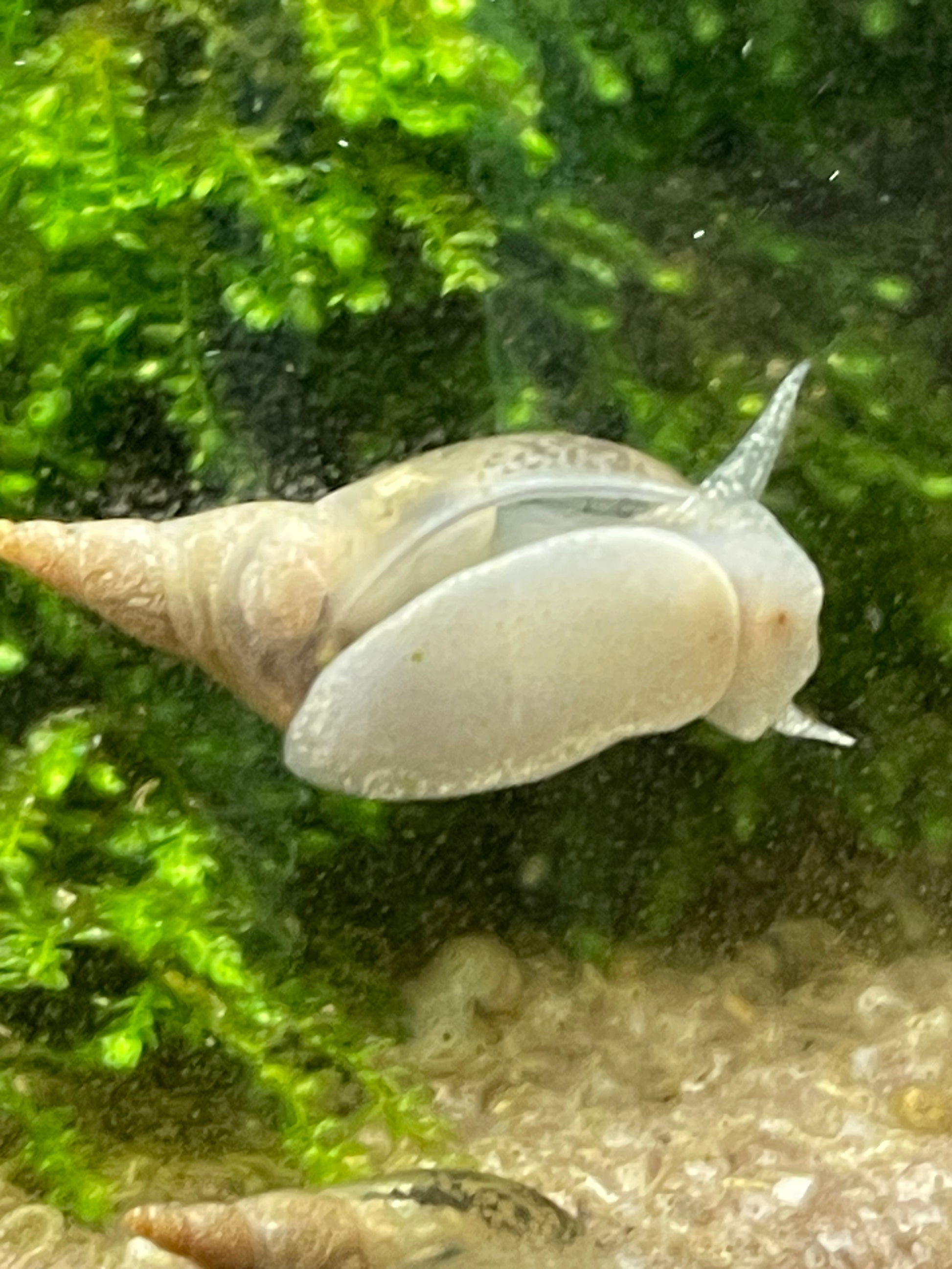 Yoda Schnecke - Radix balthica - Aquaristik-Land