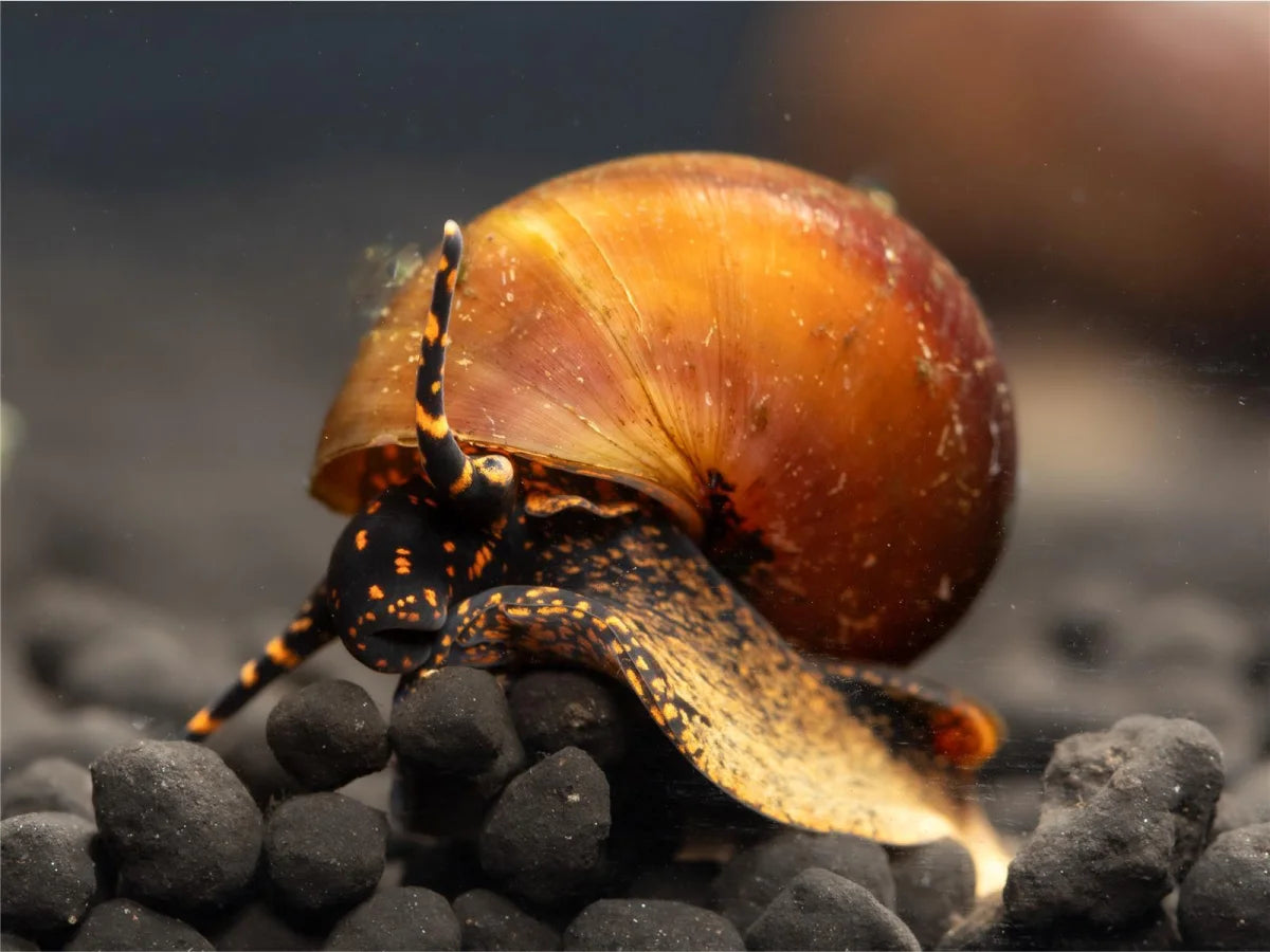 Blue Berry Schnecke - Notopala sp.