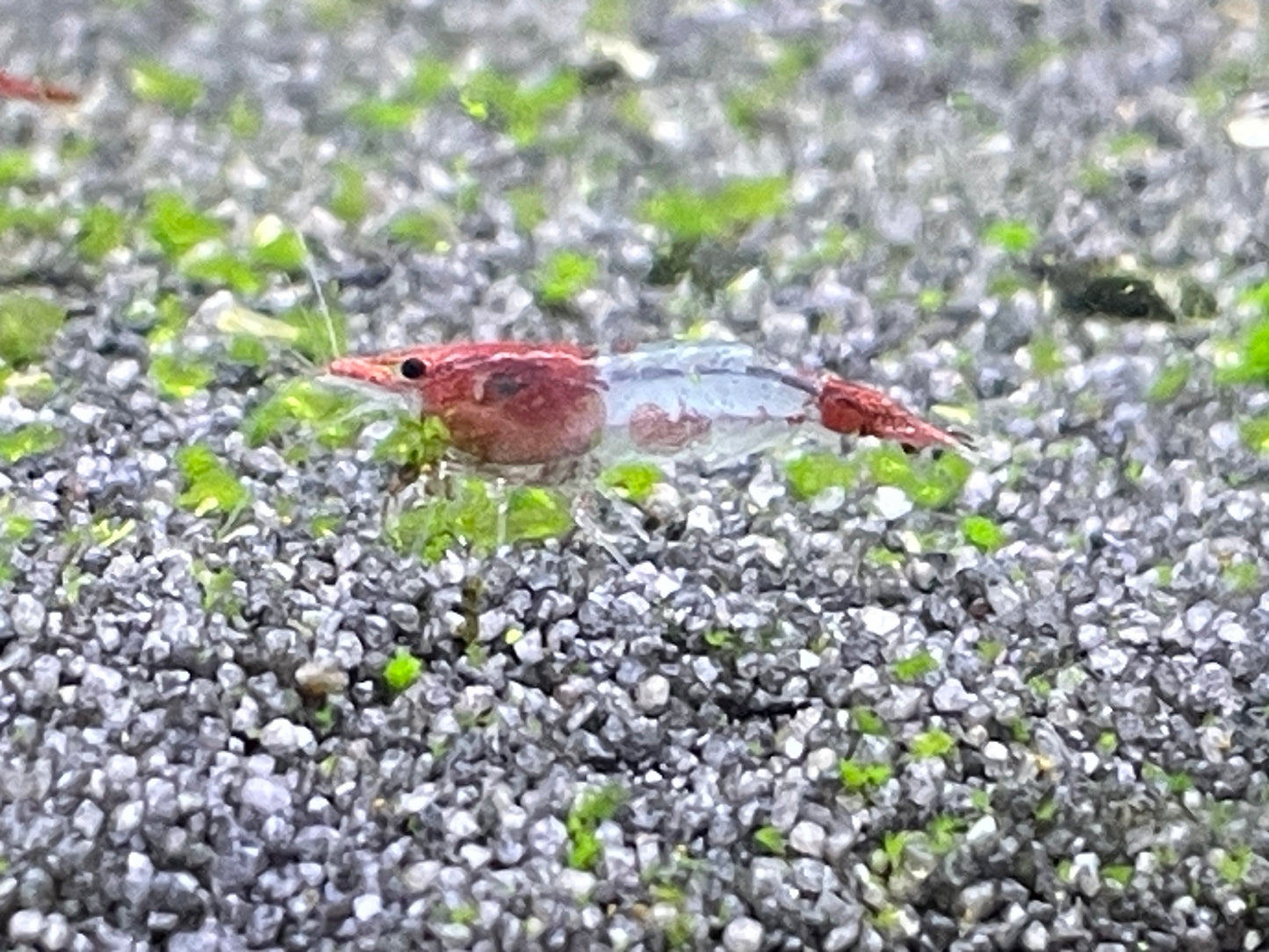 Red Rilli Neocaradina - Aquaristik-Land