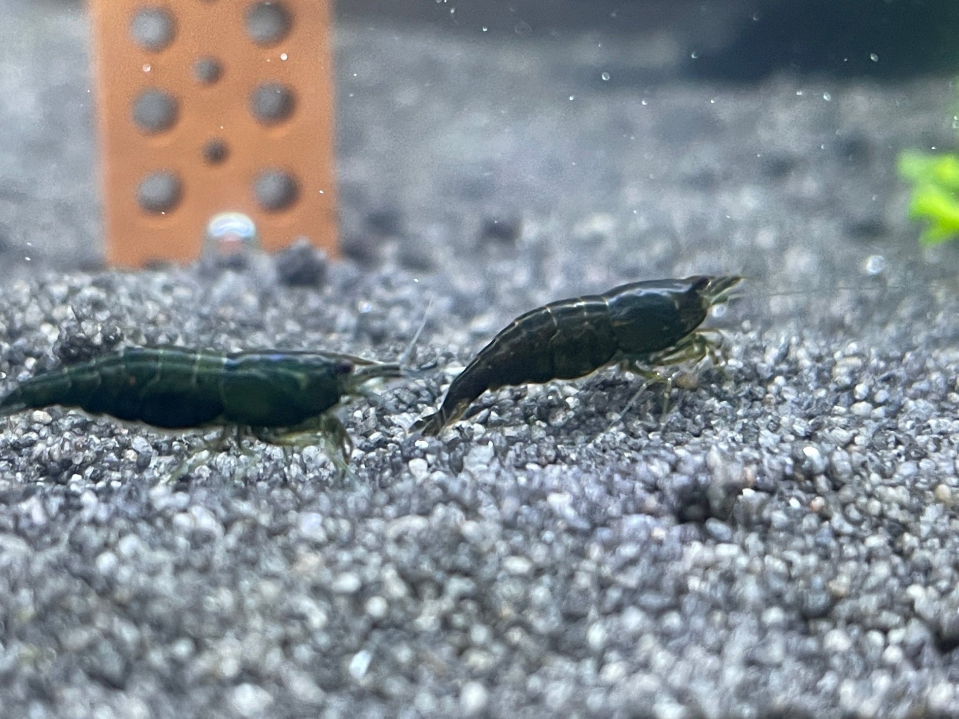 Green Jade Neocaradina davidi - Aquaristik - LandAquaristik - Land