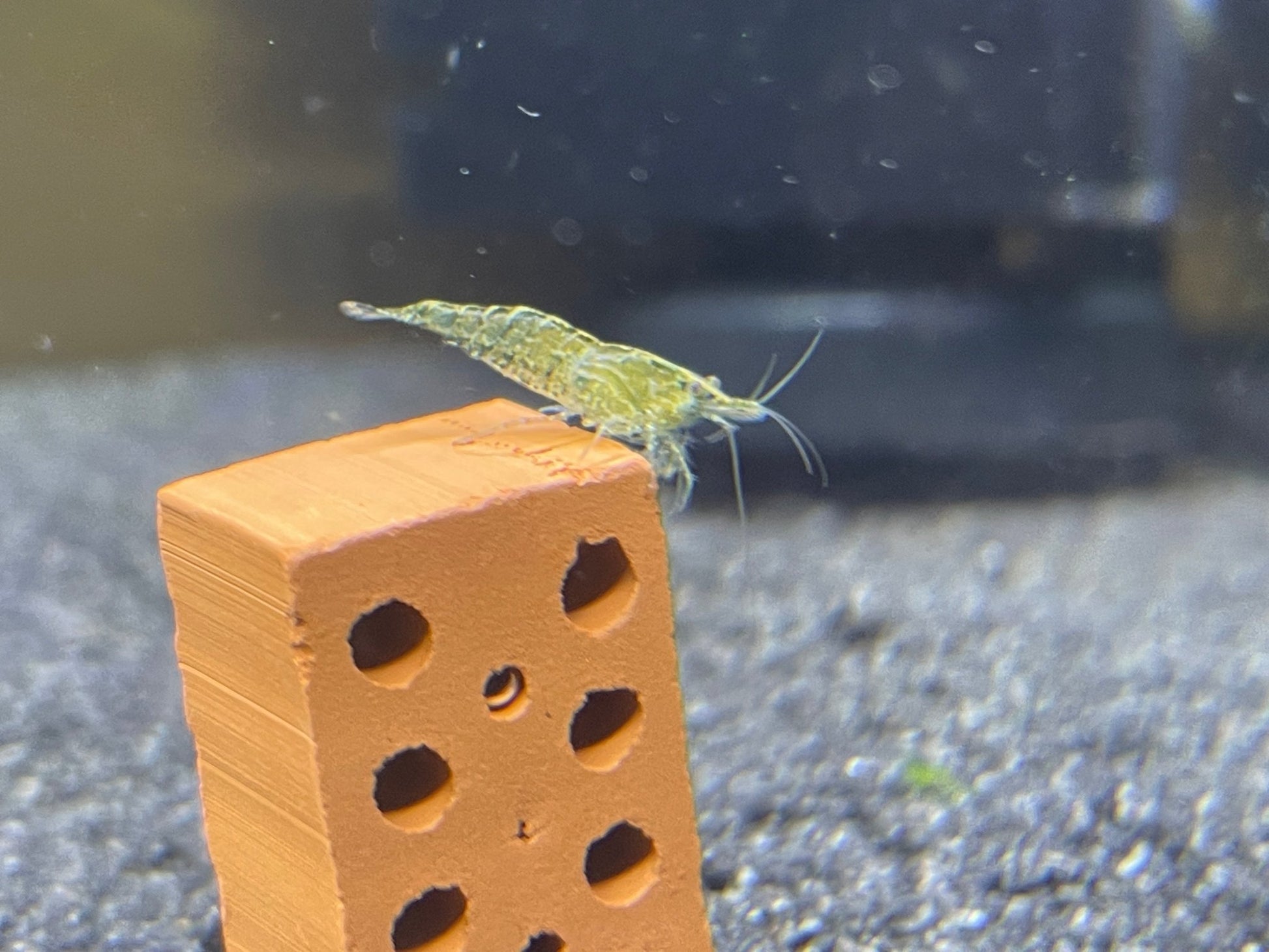Green Jelly Neocaradina davidi - Aquaristik - LandAquaristik - Land