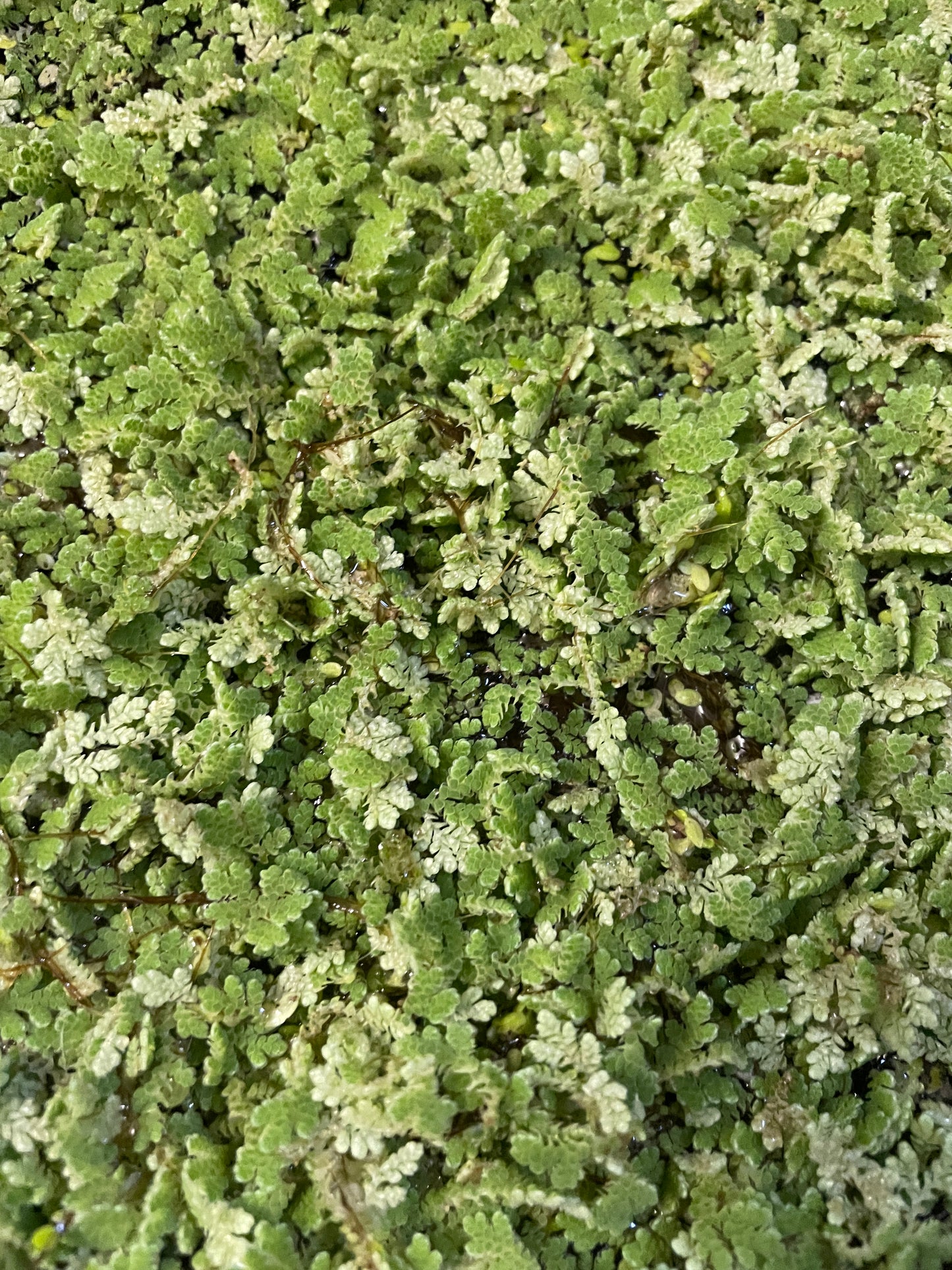 Azolla caroliniana Feenmoos Portion - Azolla caroliniana