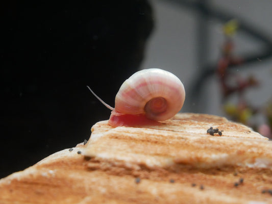 Pinke Posthornschnecke