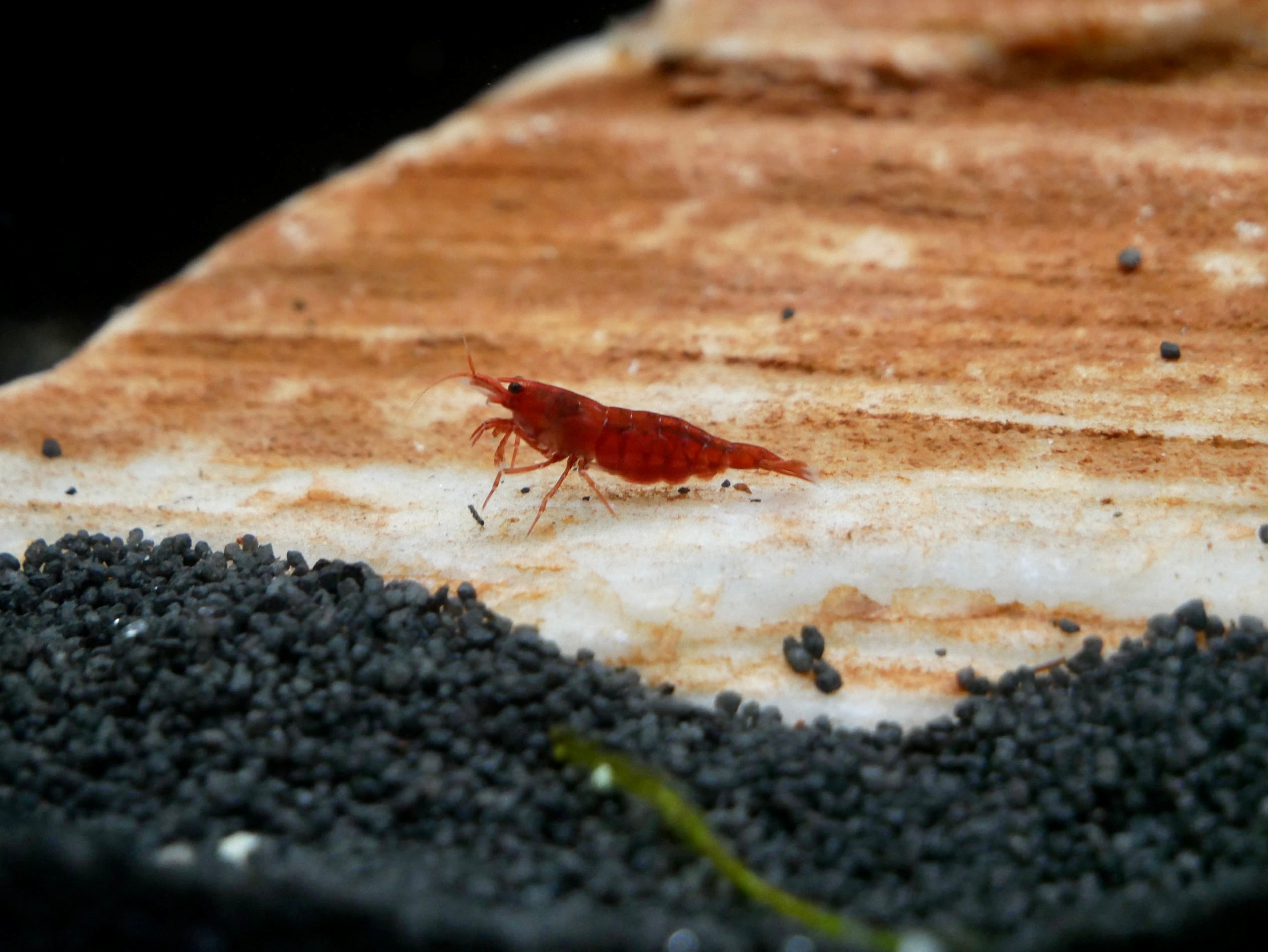 Hochwertiges Aquariumzubehör AquaristikLand