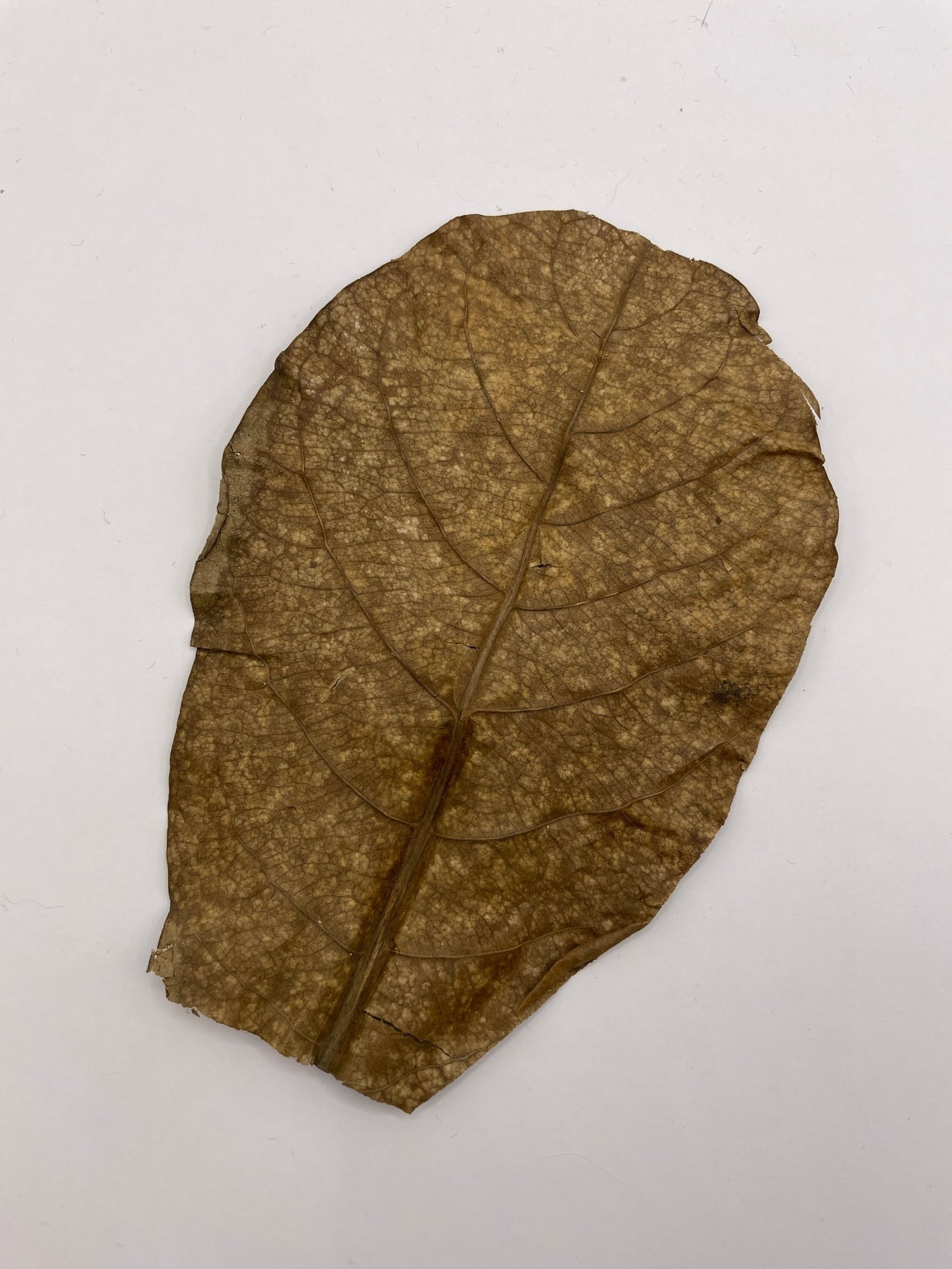 Seemandelbaumblatt - Aquaristik - LandAquaristik - Land