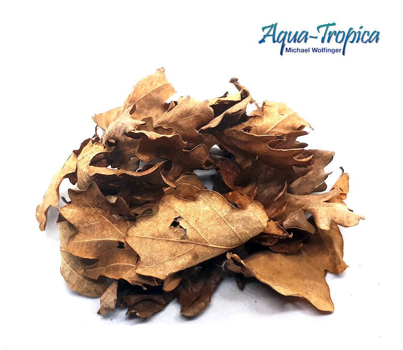 Natural Eichenblätter 25 Stück - Aquaristik - LandAqua - Tropica4260344240722